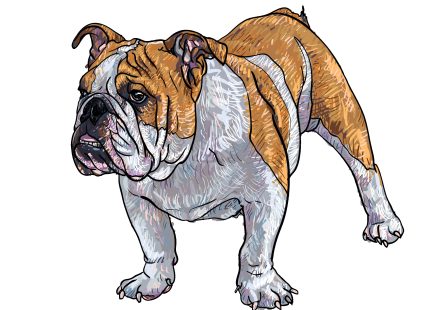 CPI Bulldog_COLOR